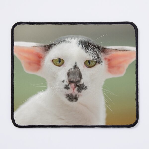 Item preview,  Oriental Shorthair designed and sold by ART-SUNRISE.