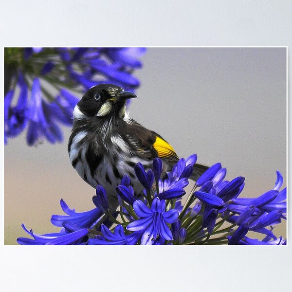 Item preview, New Holland Honeyeater  ( 2 ) designed and sold by Larry Davis.