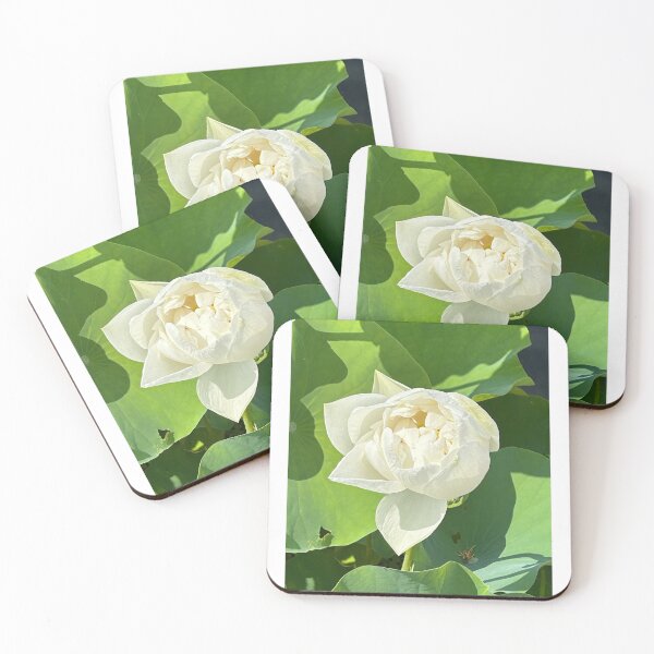 Item preview, White Water Lily in Bloom designed and sold by Bud, Blossom & Bloom.