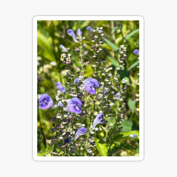 Artikel-Vorschau von Lila Blüten in der Sommerhitze, designt und verkauft von Bud, Blossom & Bloom.