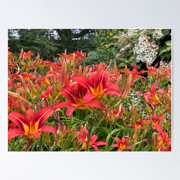 Item preview, Daylilies in the Sun designed and sold by Bud, Blossom & Bloom.