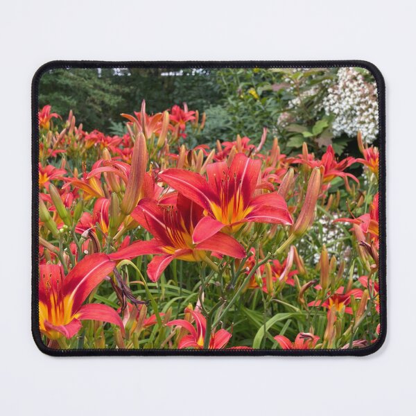 Item preview, Daylilies in the Sun designed and sold by Bud, Blossom & Bloom.