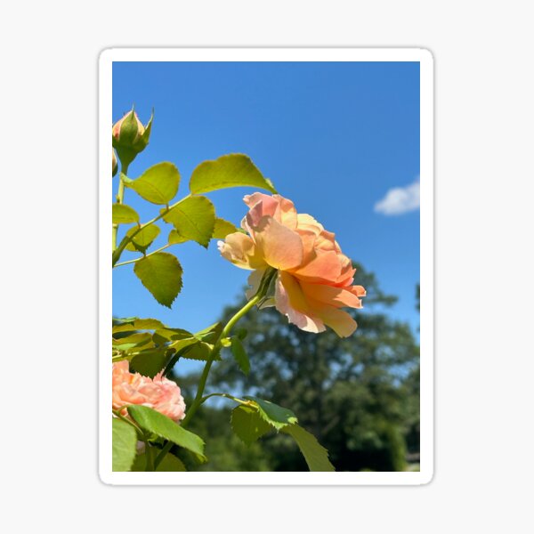 Item preview, Peach-colored Rose Blossom Against a Summer Sky designed and sold by Bud, Blossom & Bloom.