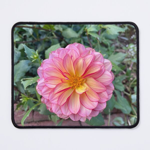 Item preview, Pink Dahlia Just Before Sunset designed and sold by Bud, Blossom & Bloom.