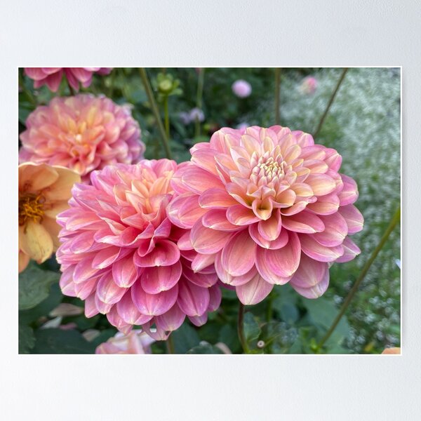Item preview, Pair of Pink Dahlias designed and sold by Bud, Blossom & Bloom.