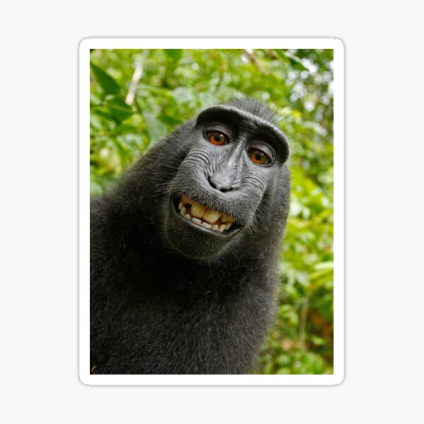 Download Monkey Selfie Meme Faces Funny Picture