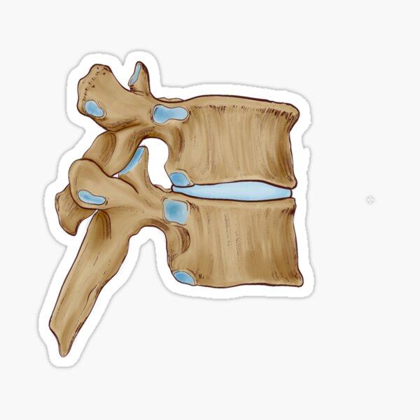 Item preview, Thoracic vertebrae in color designed and sold by StormyReverie.