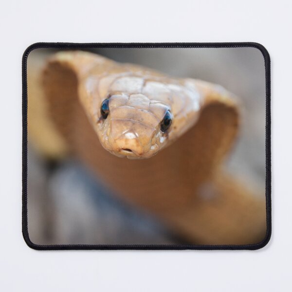 Item preview, Cape Cobra (Naja nivea) designed and sold by Pixel Press Prints.