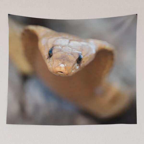 Item preview, Cape Cobra (Naja nivea) designed and sold by Pixel Press Prints.