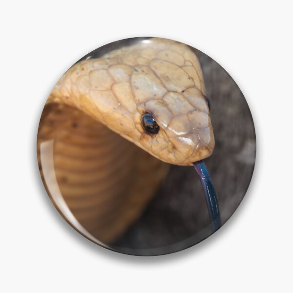Item preview, Cape Cobra (Naja nivea) designed and sold by Pixel Press Prints.