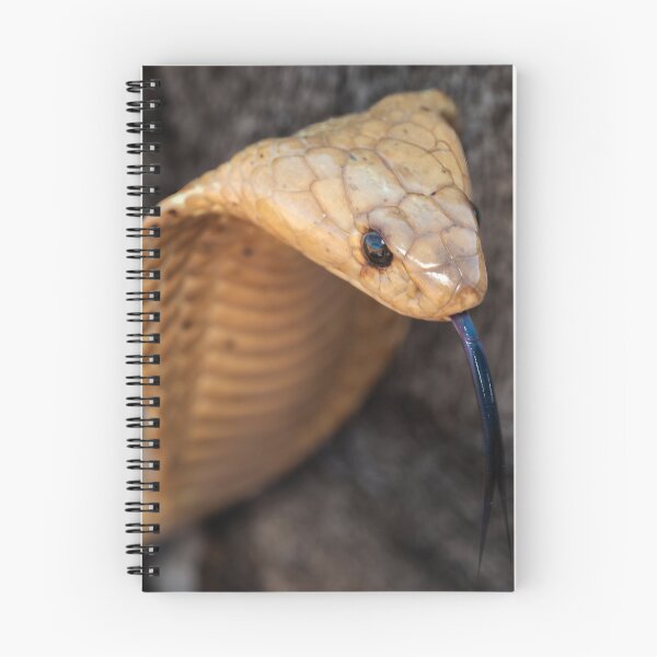 Item preview, Cape Cobra (Naja nivea) designed and sold by Pixel Press Prints.