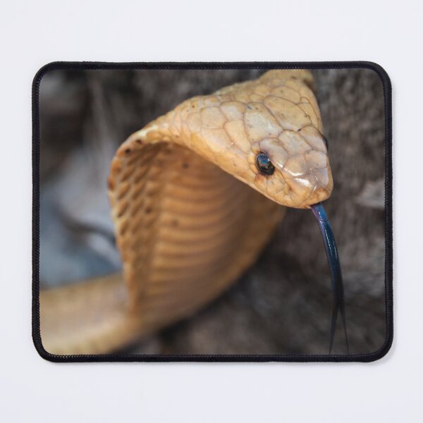 Item preview, Cape Cobra (Naja nivea) designed and sold by Pixel Press Prints.