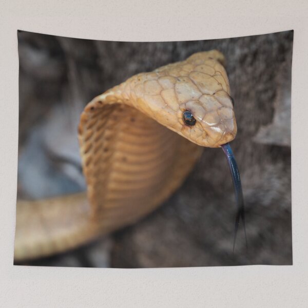 Item preview, Cape Cobra (Naja nivea) designed and sold by Pixel Press Prints.