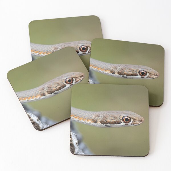 Item preview, Karoo Sand Snake (Psammophis notostictus) designed and sold by Pixel Press Prints.