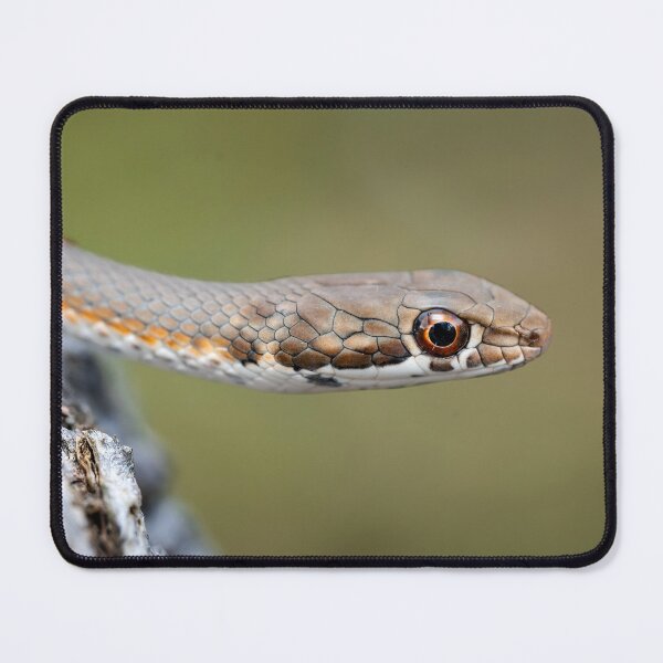 Item preview, Karoo Sand Snake (Psammophis notostictus) designed and sold by Pixel Press Prints.