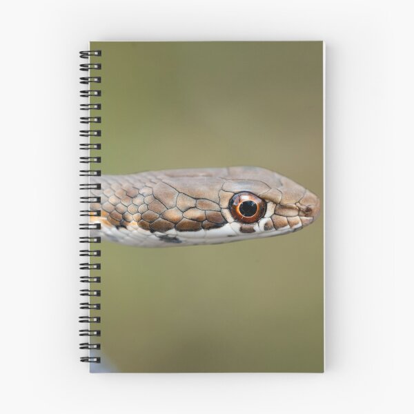Item preview, Karoo Sand Snake (Psammophis notostictus) designed and sold by Pixel Press Prints.