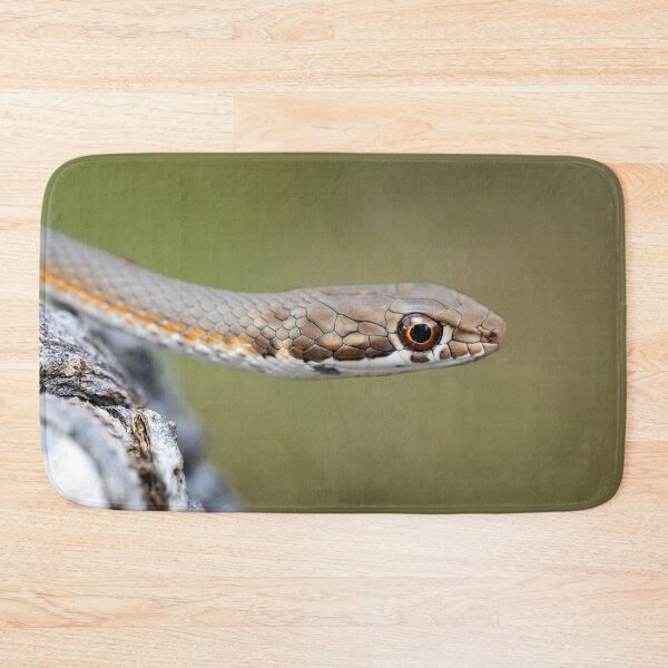 Item preview, Karoo Sand Snake (Psammophis notostictus) designed and sold by Pixel Press Prints.