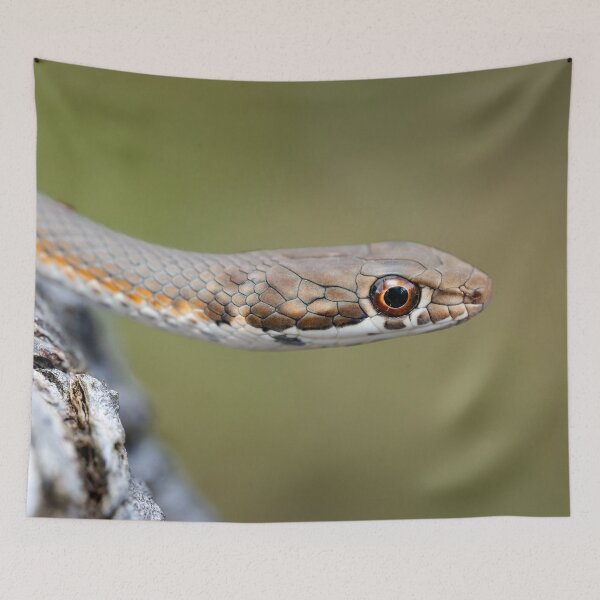Item preview, Karoo Sand Snake (Psammophis notostictus) designed and sold by Pixel Press Prints.