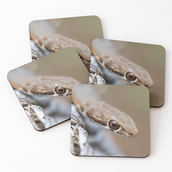 Item preview, Karoo Sand Snake (Psammophis notostictus) designed and sold by Pixel Press Prints.