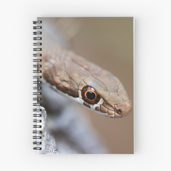 Item preview, Karoo Sand Snake (Psammophis notostictus) designed and sold by Pixel Press Prints.