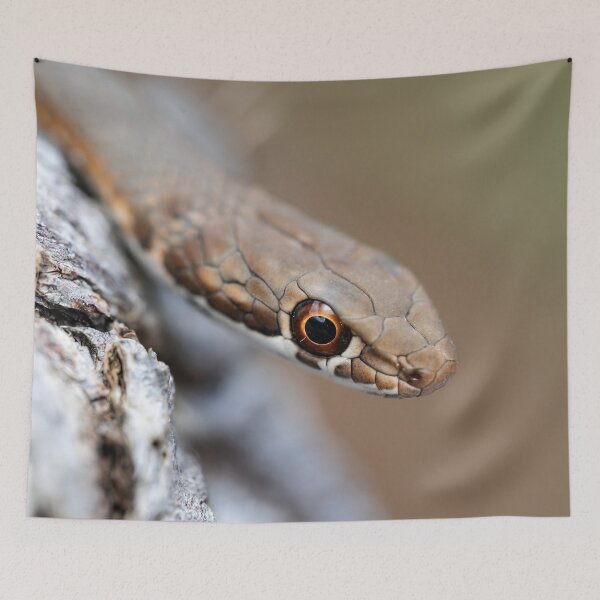 Item preview, Karoo Sand Snake (Psammophis notostictus) designed and sold by Pixel Press Prints.