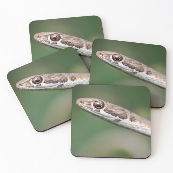 Item preview, Karoo Sand Snake (Psammophis notostictus) designed and sold by Pixel Press Prints.