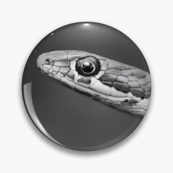 Item preview, Karoo Sand Snake (Psammophis notostictus) designed and sold by Pixel Press Prints.