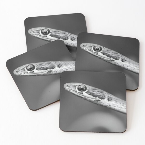 Item preview, Karoo Sand Snake (Psammophis notostictus) designed and sold by Pixel Press Prints.