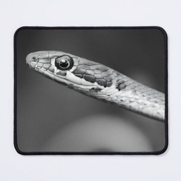 Item preview, Karoo Sand Snake (Psammophis notostictus) designed and sold by Pixel Press Prints.