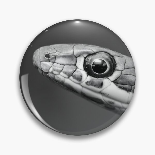 Item preview, Karoo Sand Snake (Psammophis notostictus) designed and sold by Pixel Press Prints.