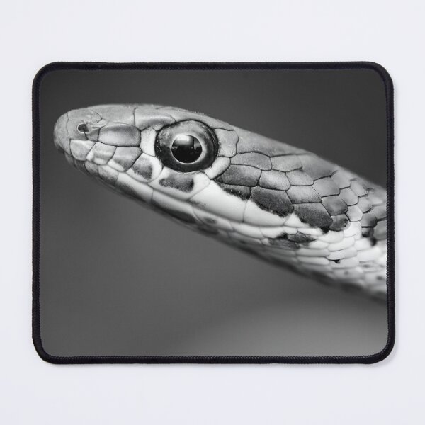Item preview, Karoo Sand Snake (Psammophis notostictus) designed and sold by Pixel Press Prints.