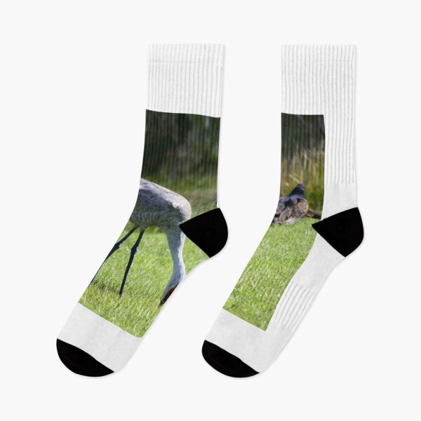 Item preview, Sandhill Cranes At Orlando Wetlands Park  designed and sold by MercerImages.