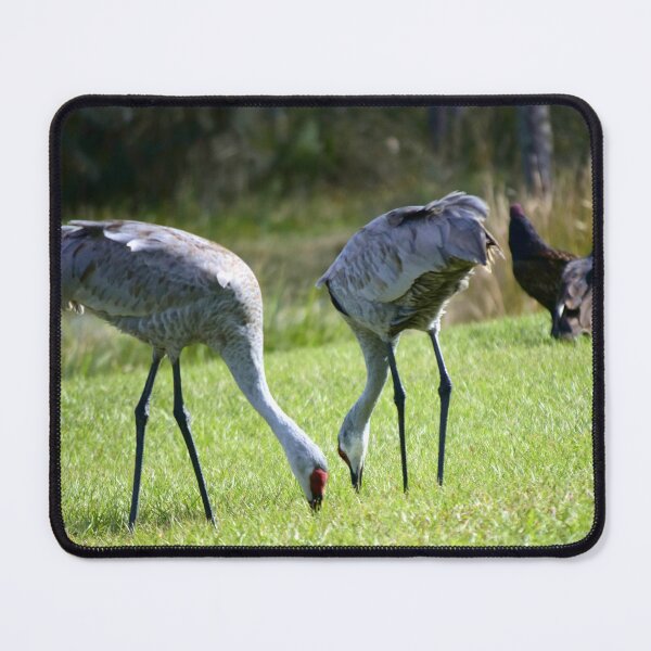 Item preview, Sandhill Cranes At Orlando Wetlands Park  designed and sold by MercerImages.