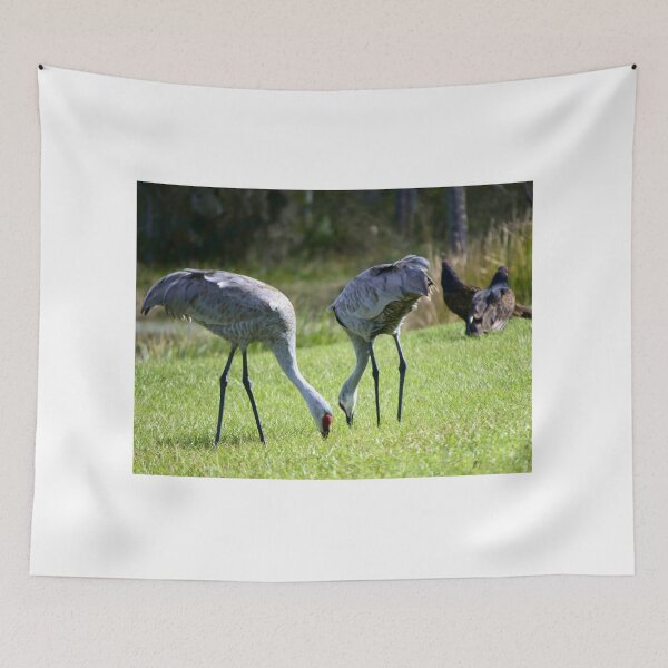 Item preview, Sandhill Cranes At Orlando Wetlands Park  designed and sold by MercerImages.