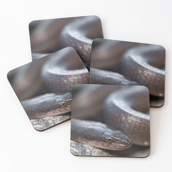 Item preview, Brown Water Snake (Lycodonomorphus rufulus) designed and sold by Pixel Press Prints.