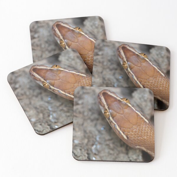 Item preview, Brown House Snake (Boaedon mentalis) designed and sold by Pixel Press Prints.