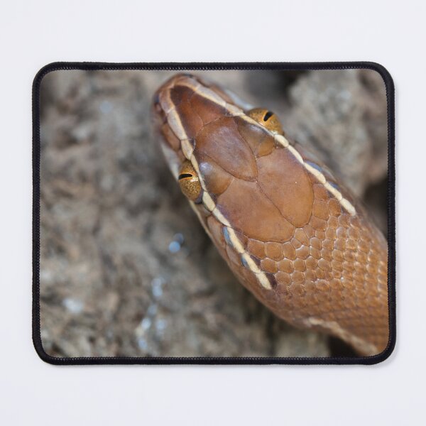 Item preview, Brown House Snake (Boaedon mentalis) designed and sold by Pixel Press Prints.