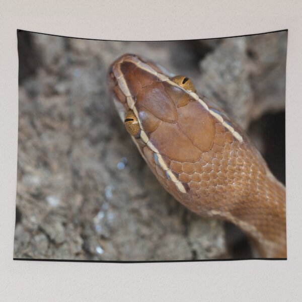 Item preview, Brown House Snake (Boaedon mentalis) designed and sold by Pixel Press Prints.