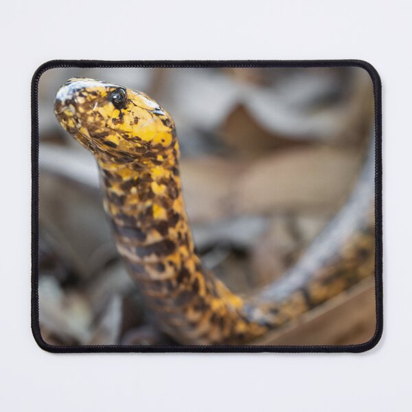 Item preview, Cape Cobra (Naja nivea) designed and sold by Pixel Press Prints.