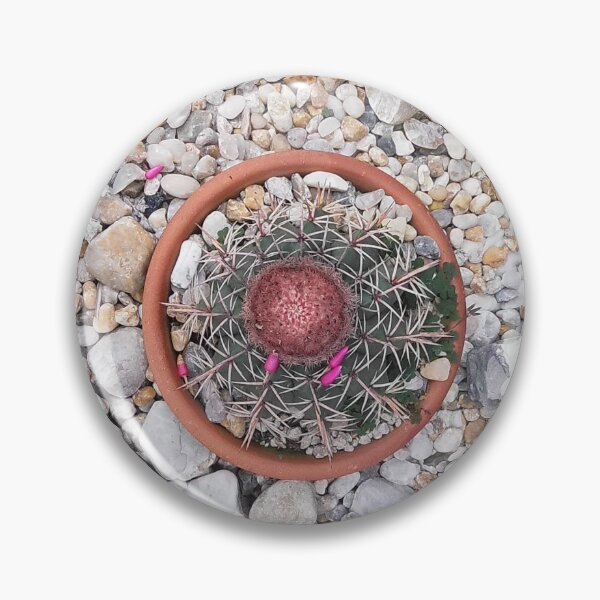 Item preview, Cactus in Pebbles designed and sold by anafrancisconi.