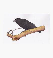 Hugin- raven Photographic Print
