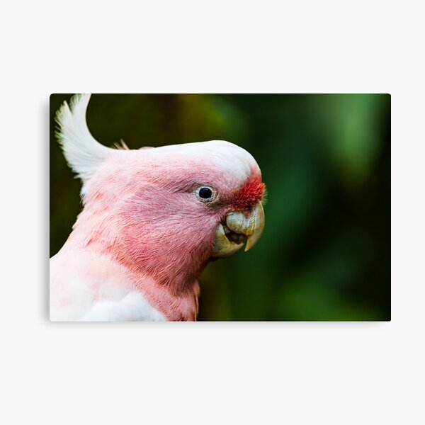 Item preview, Close-Up Portrait of a Galah designed and sold by Aure50.