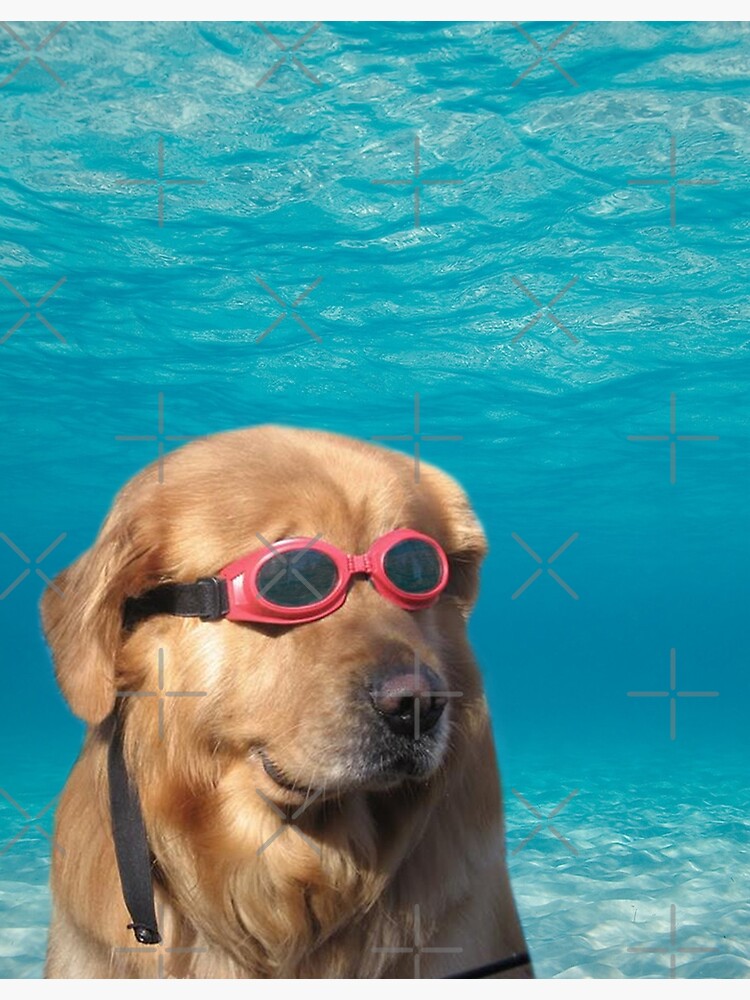 Swimmer Dog by Elisecv