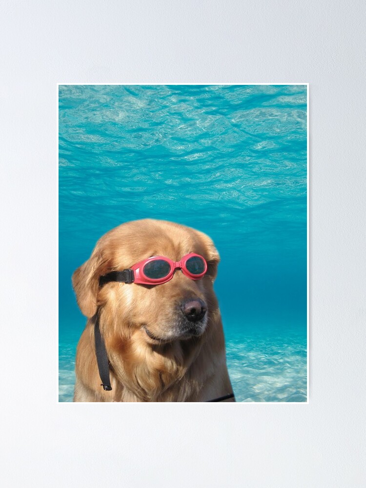 Swimmer Dog\