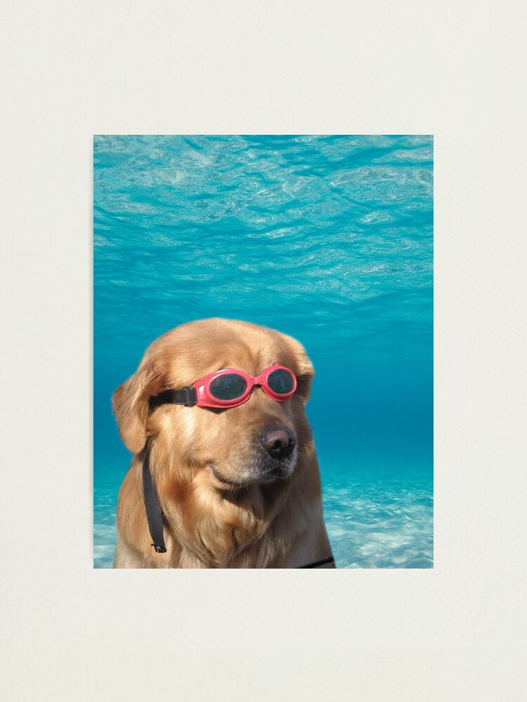 Alternate view of Swimmer Dog Photographic Print