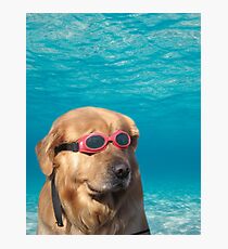 Swimmer Dog Photographic Print