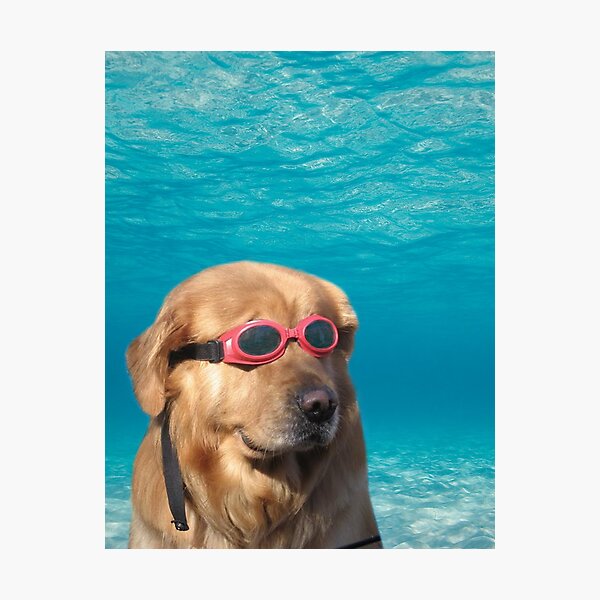 Chien nageur Impression photo