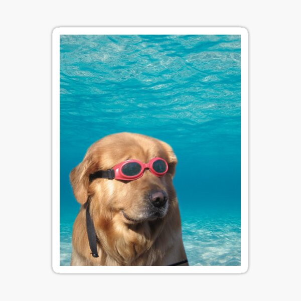 Swimming Goggles Dog Stickers | Redbubble