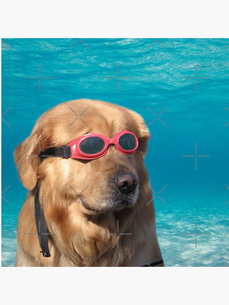 Swimmer Dog by Elisecv