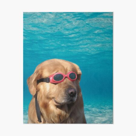 Swimmer Dog Art Board Print